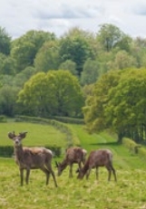Windsor Great Park