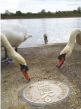 Swans on The Thames Path National Trail
